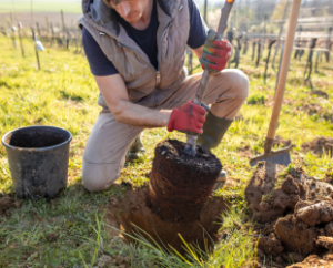 Waterford tree survey