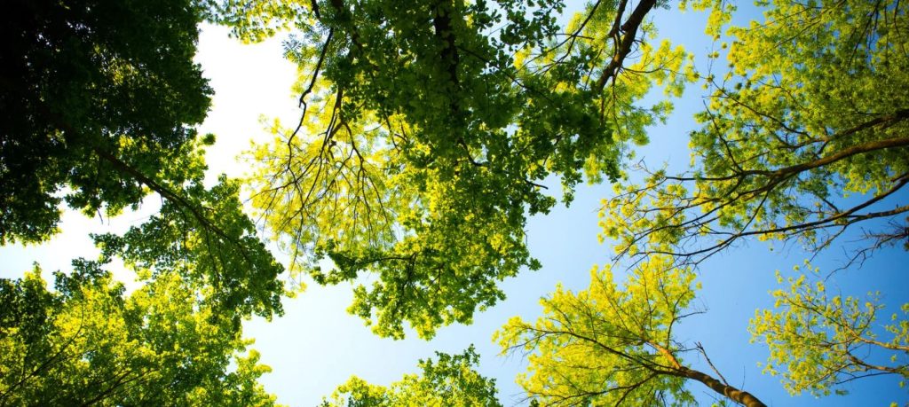 Trees & Tree Maintenance